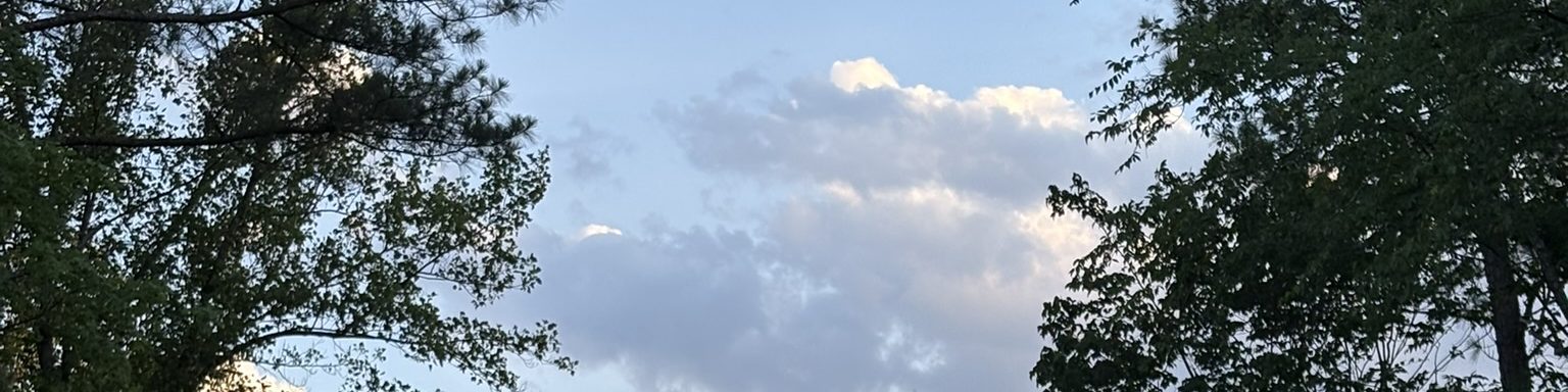 Clouds in a pale evening sky, framed on both sides by dark treetops
